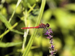 photoallschwil_ danielfuchs_18